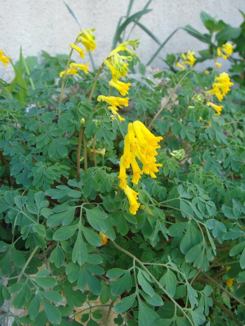 Corydalis lutea